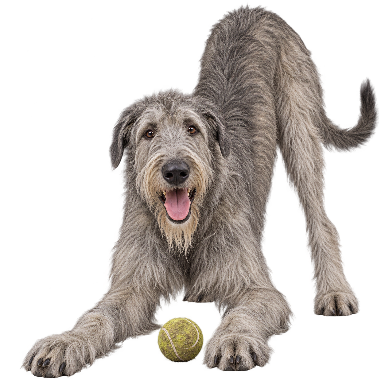 Irish Wolfhound.png