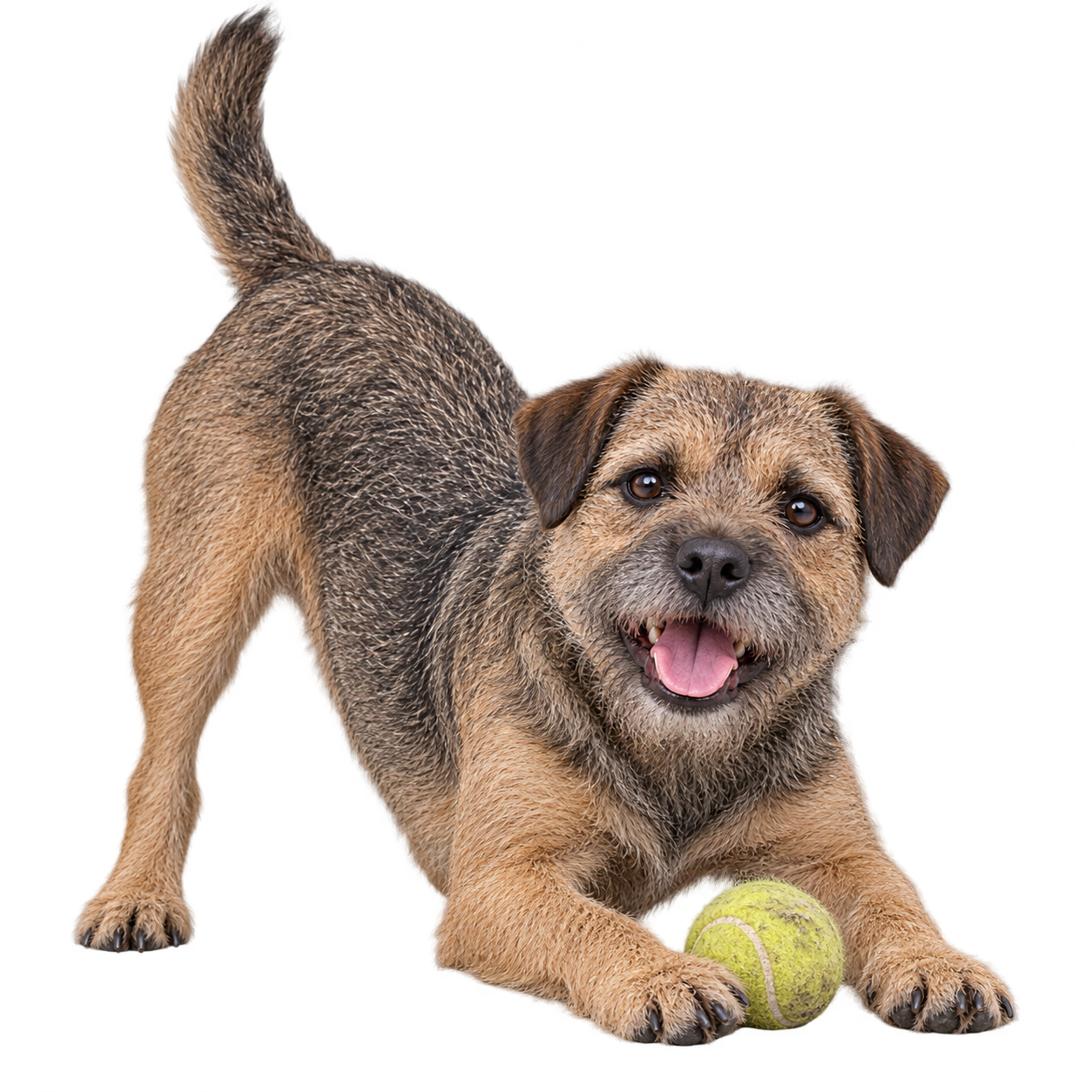 Border Terrier.png