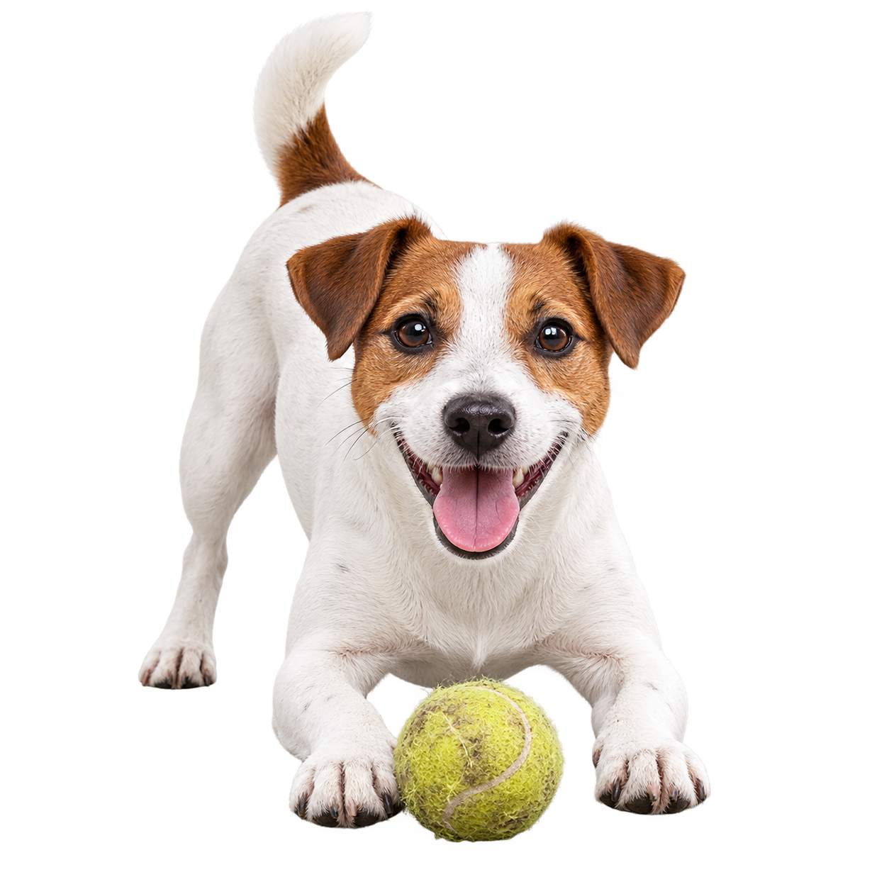 Russell Terrier.png