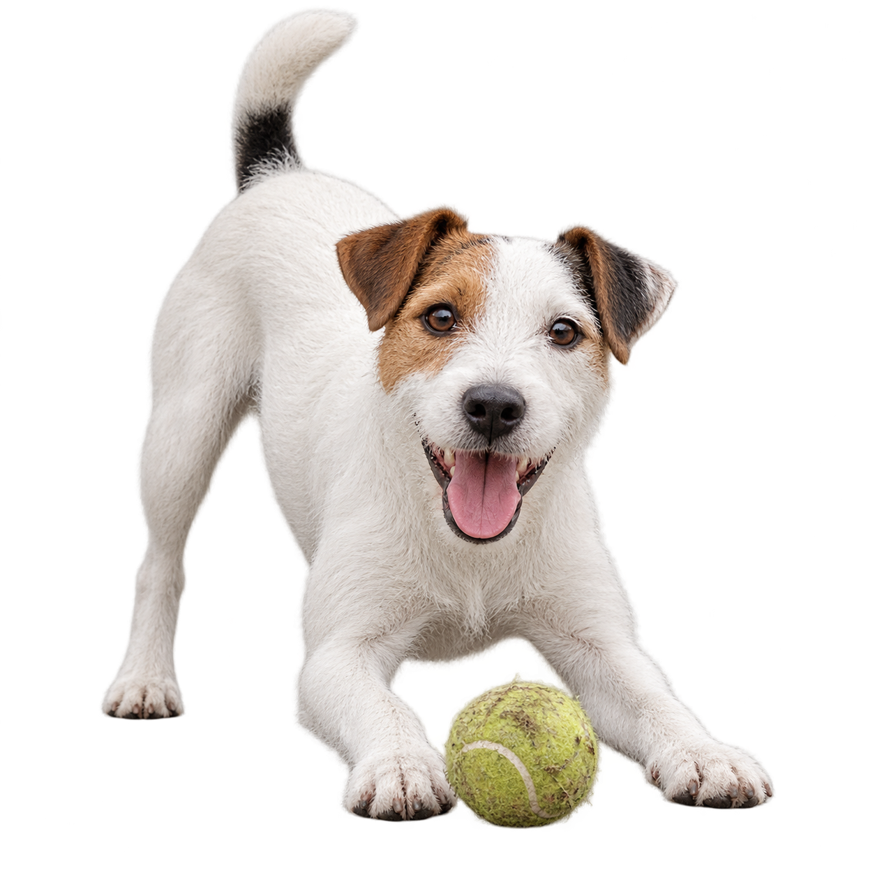 Parson Russell Terrier.png