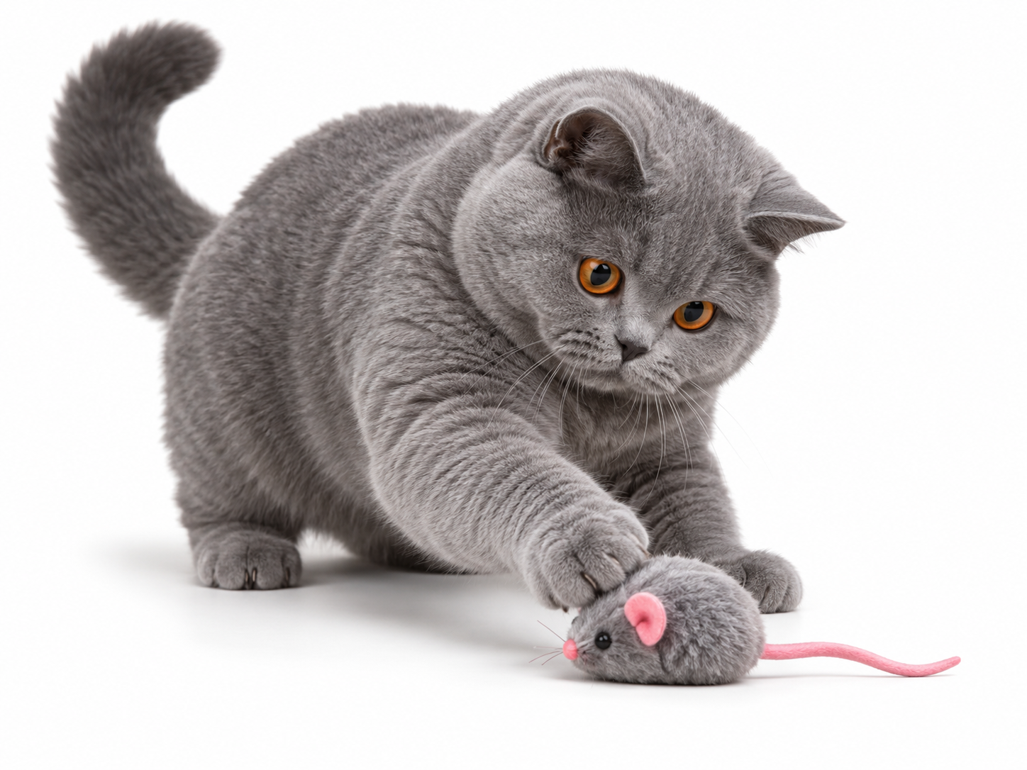 British Shorthair.png