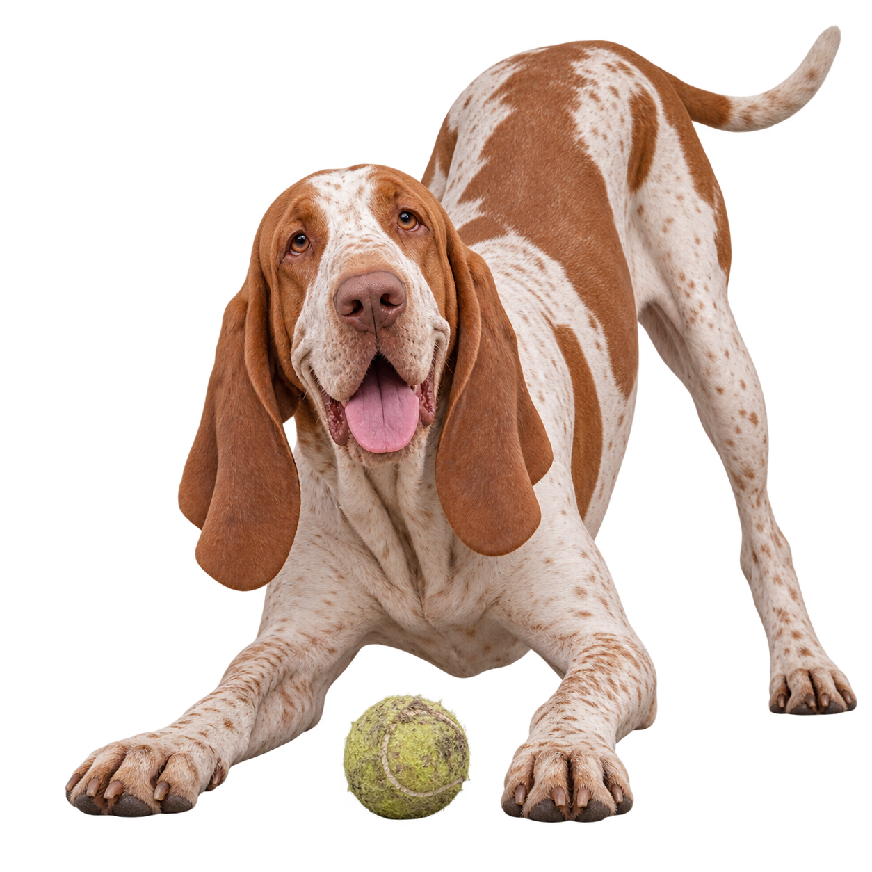 Bracco Italiano.png