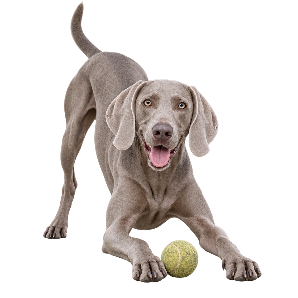 Weimaraner.png