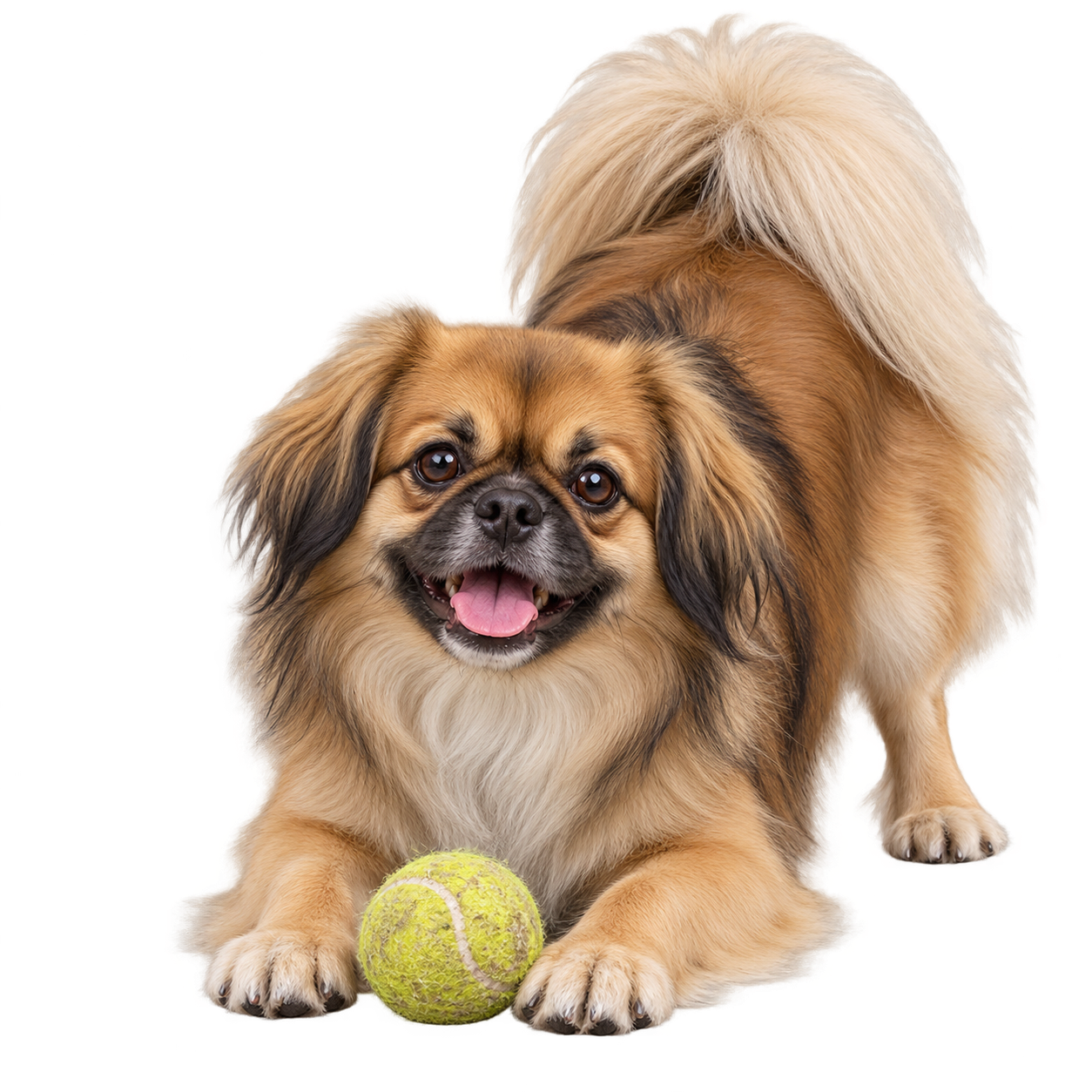 Tibetan Spaniel.png