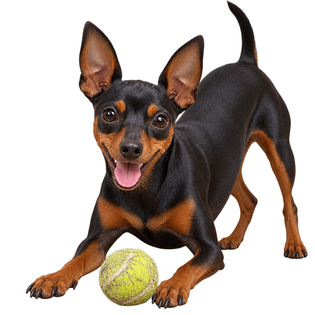 Miniature Pinscher.png