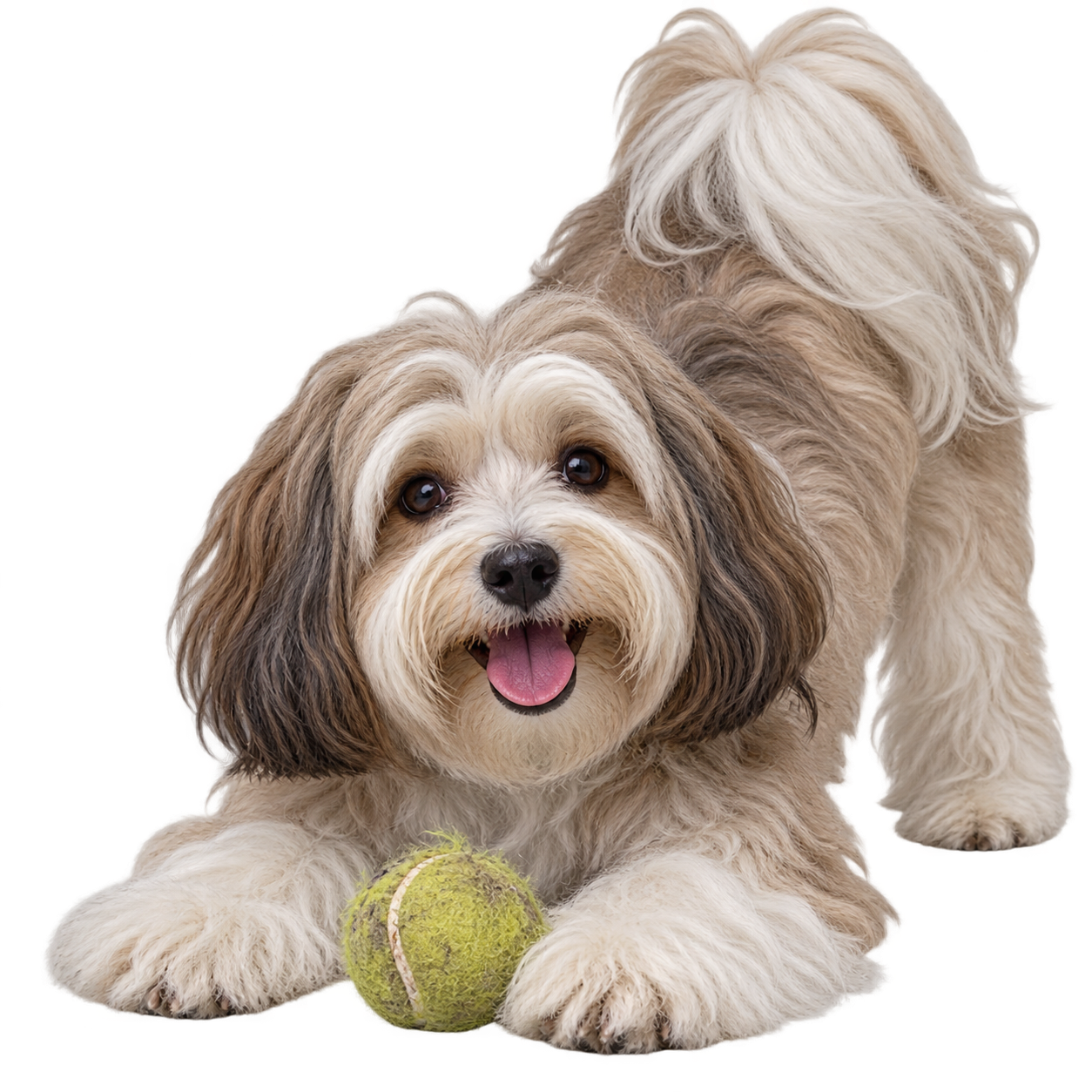 Havanese.png