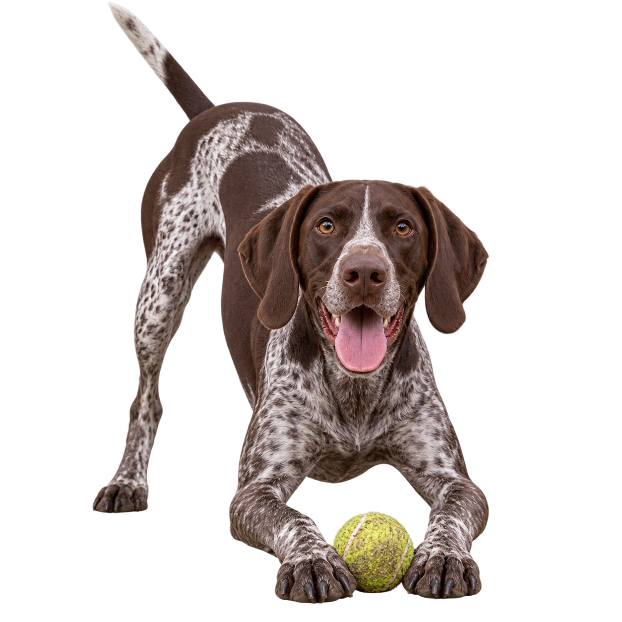 German Shorthaired Pointer.png