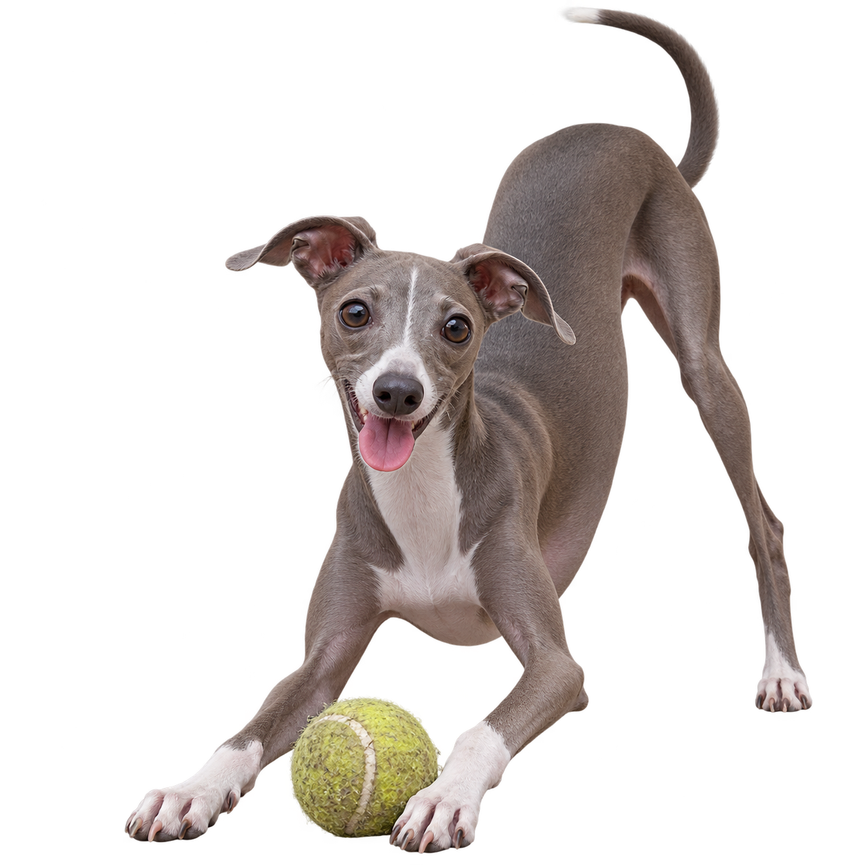 Italian Greyhound.png