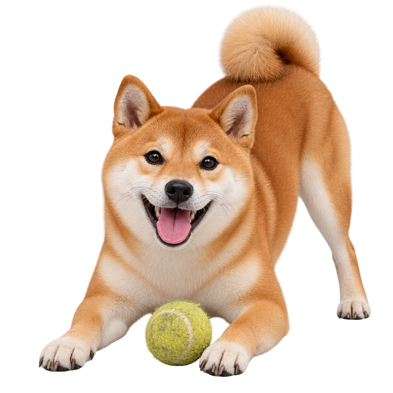 Shiba Inu.png