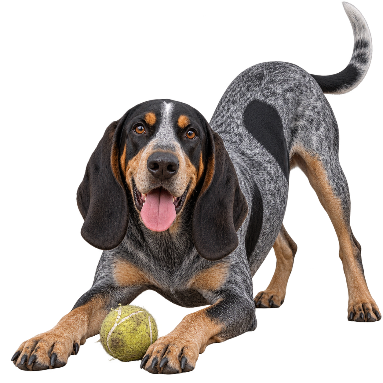 Bluetick Coonhound.png