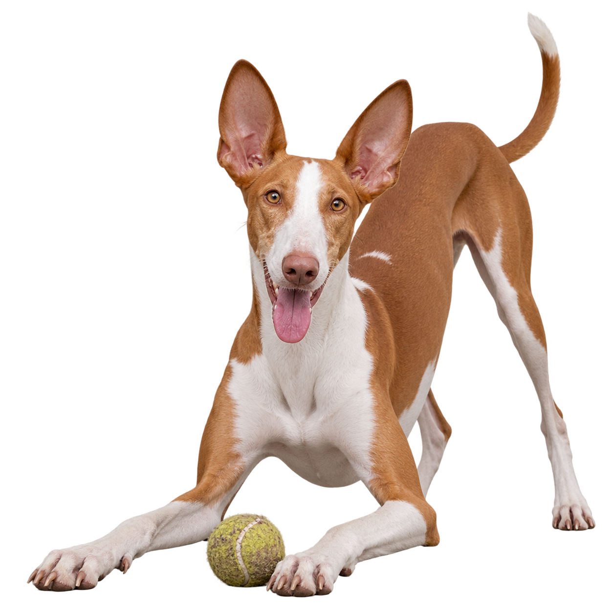 Ibizan Hound.png