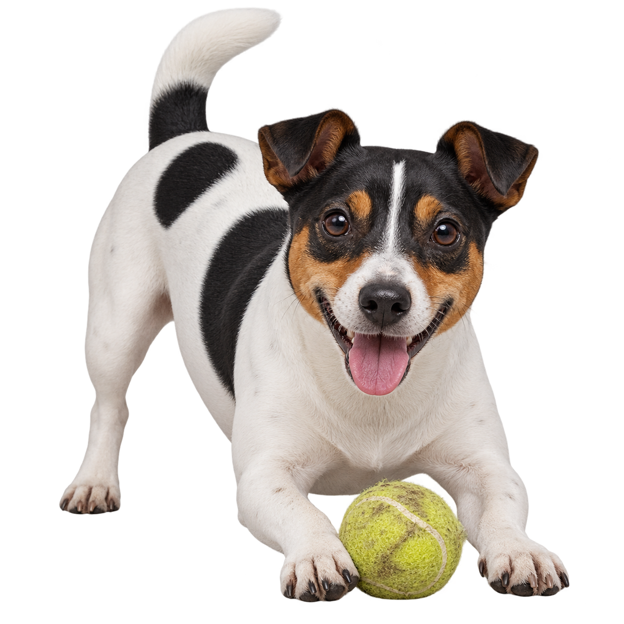 Teddy Roosevelt Terrier.png