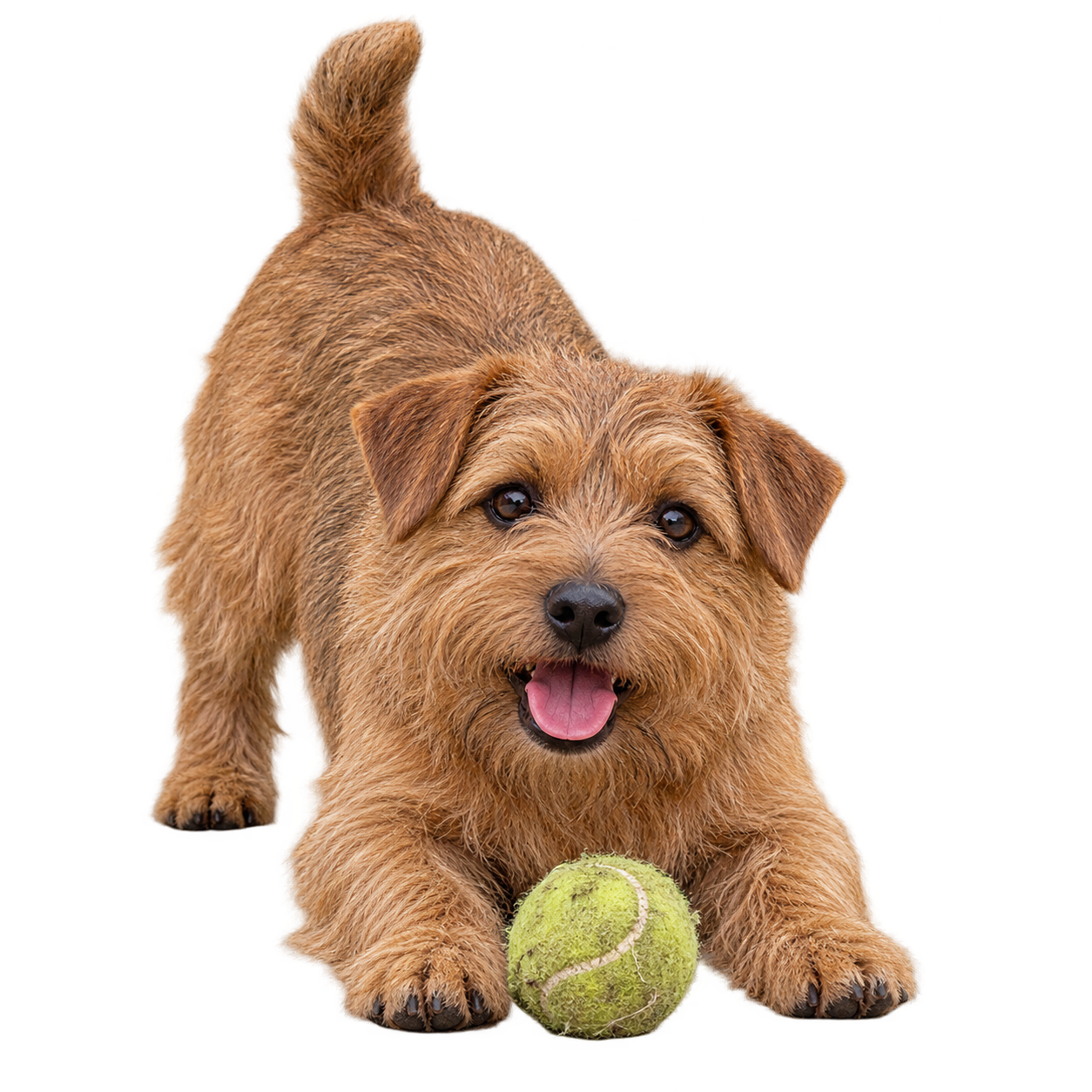 Norfolk Terrier.png