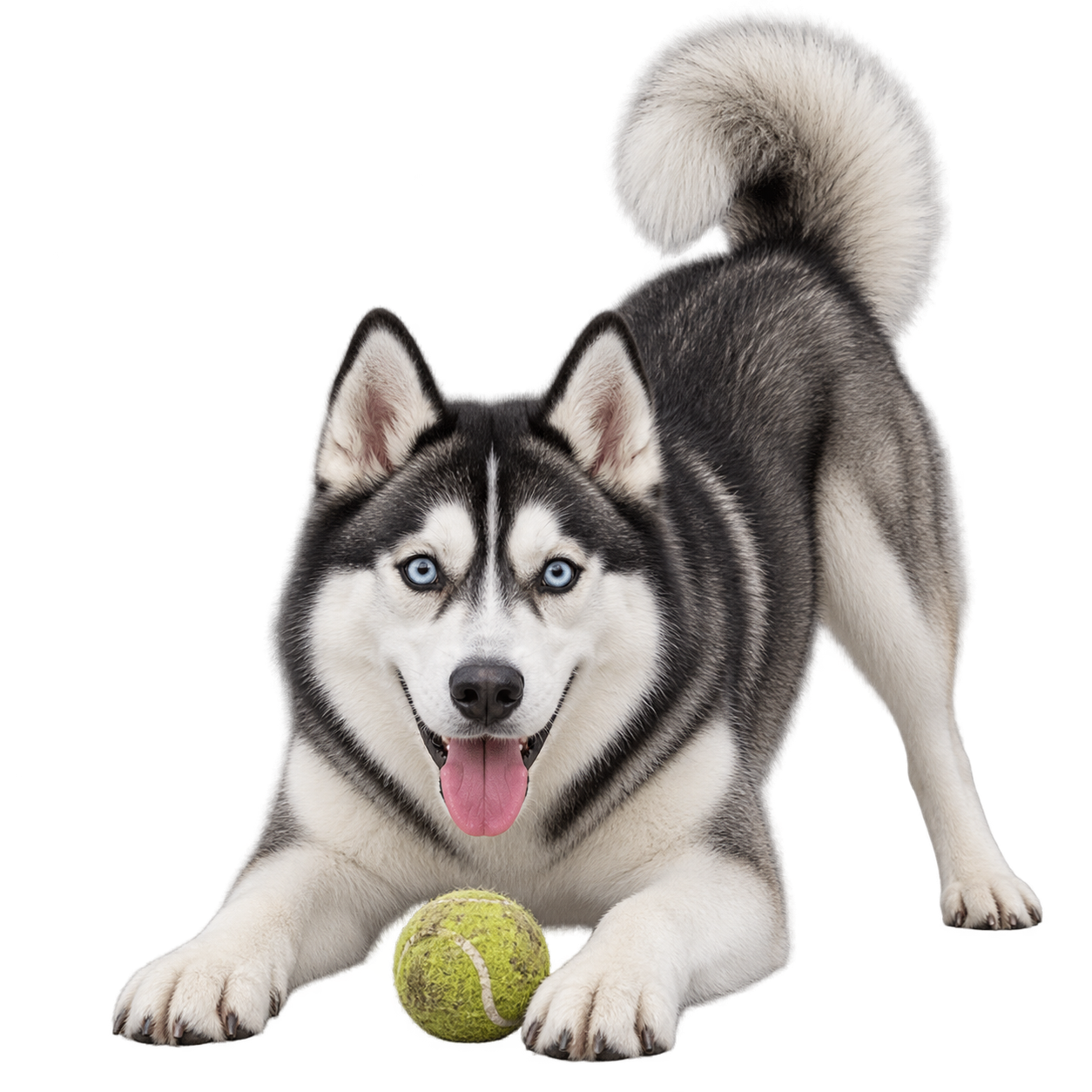 Siberian Husky.png