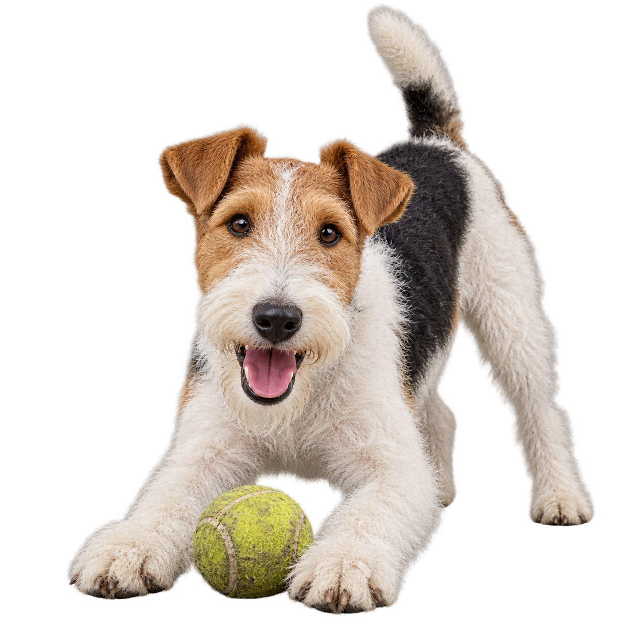 Wire Fox Terrier.png
