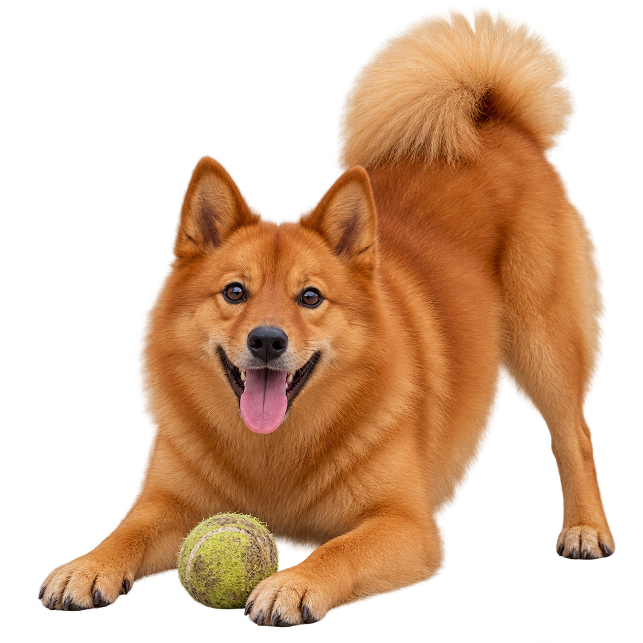 Finnish Spitz.png