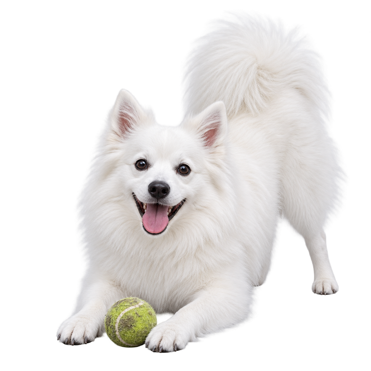 Doggy Notepad