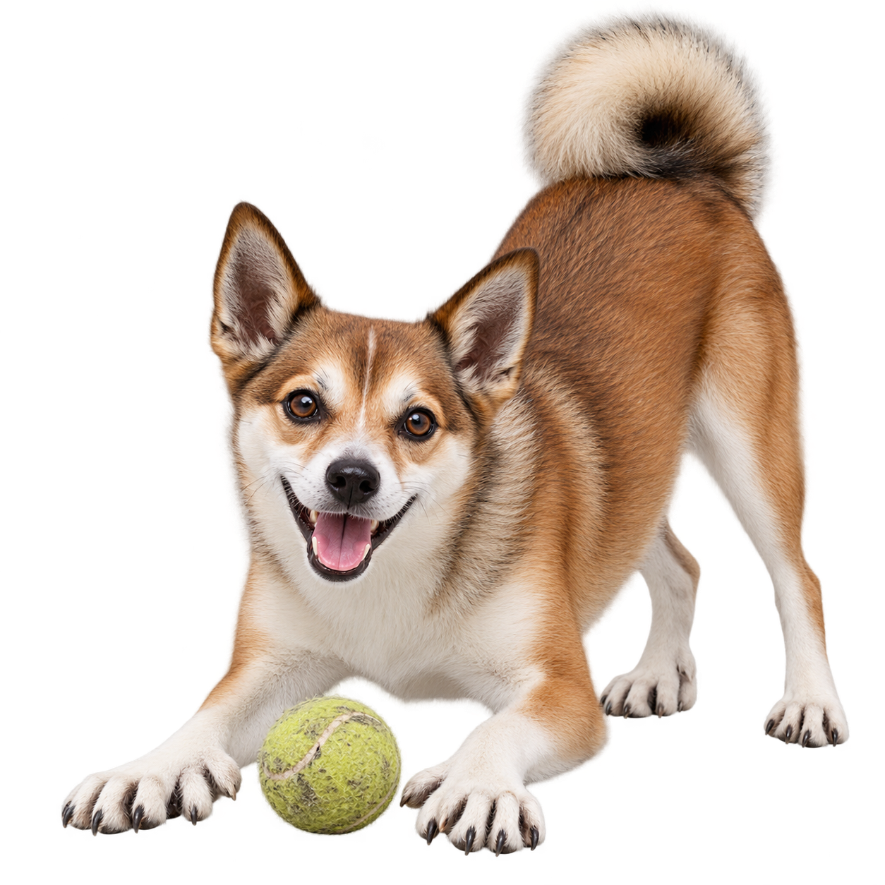 Norwegian Lundehund.png