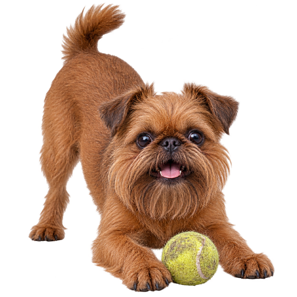 Brussels Griffon.png