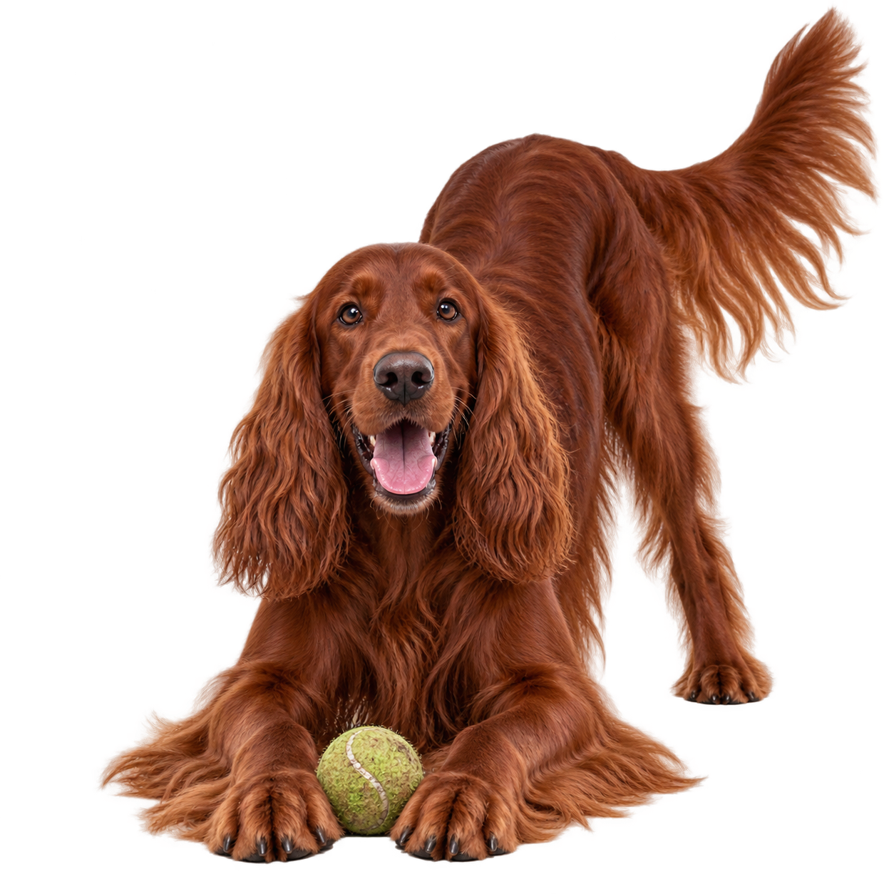 Irish Setter.png