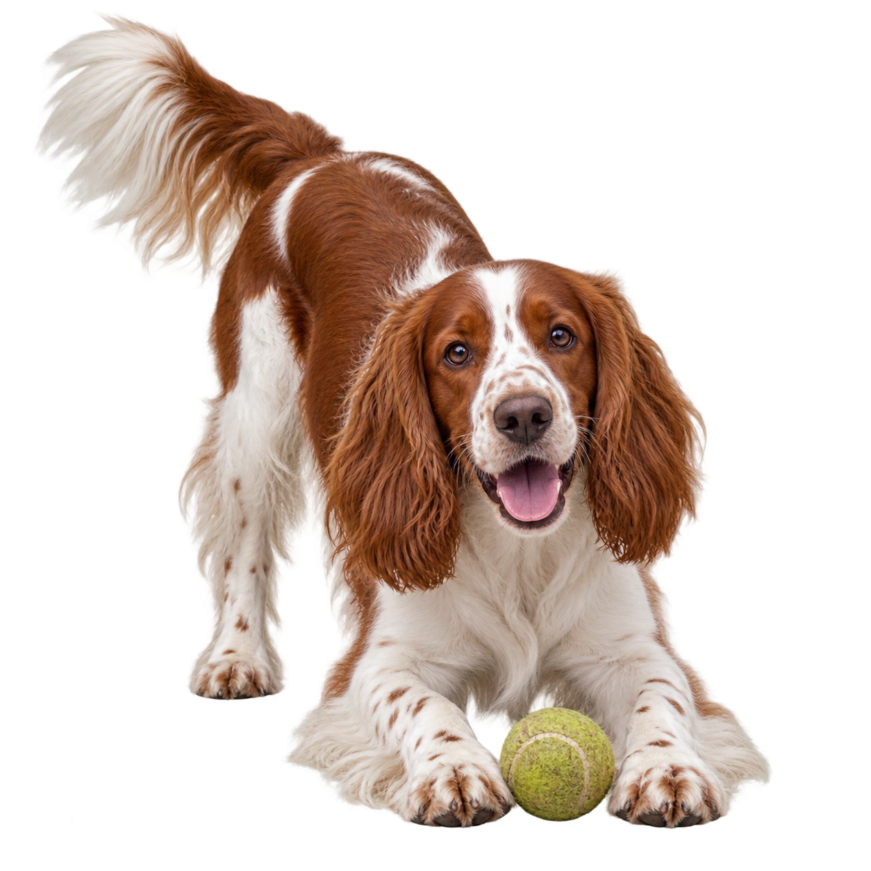Welsh Springer Spaniel.png