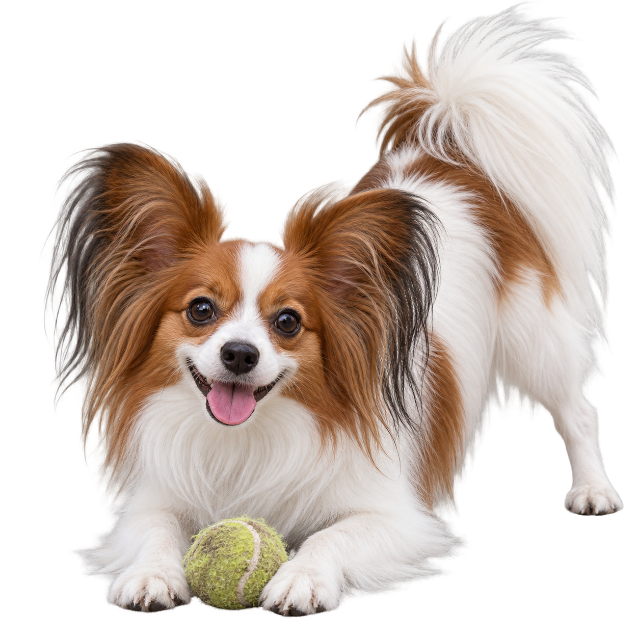 Papillon.png