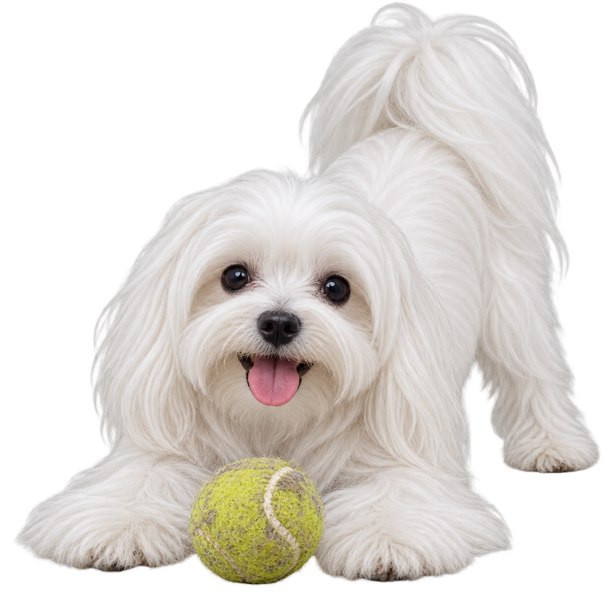 Maltese.png