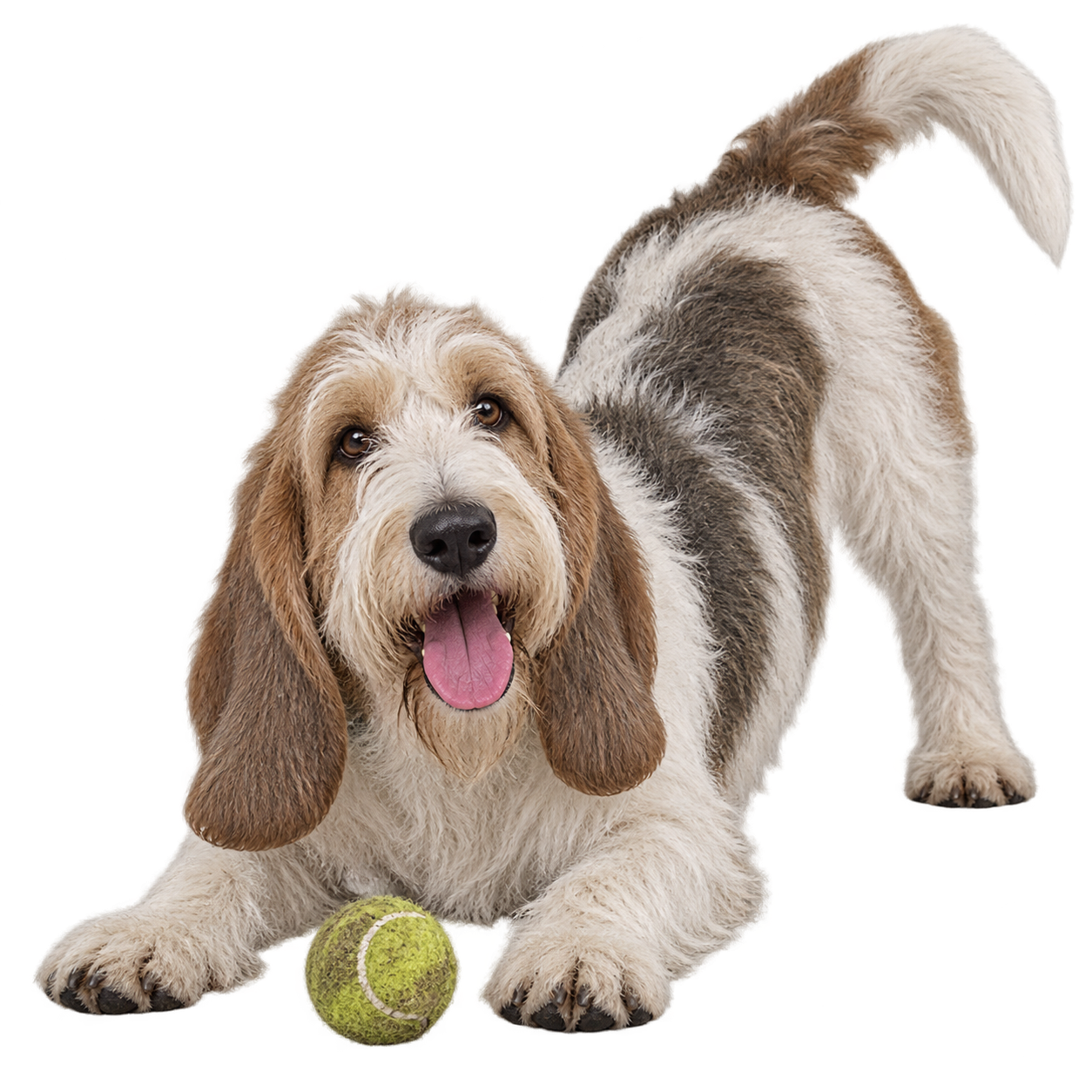 Grand Basset Griffon Vendeen.png
