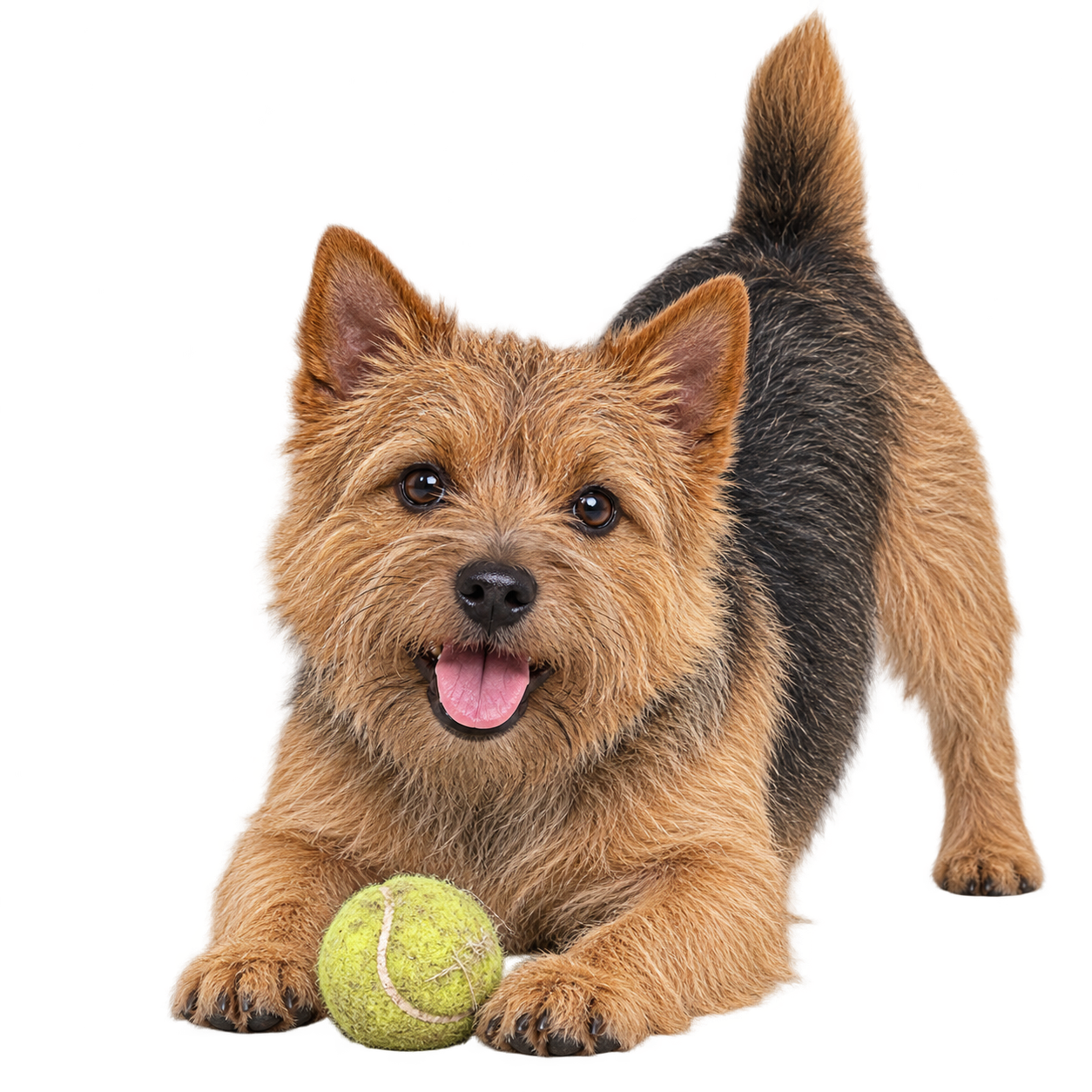 Norwich Terrier.png