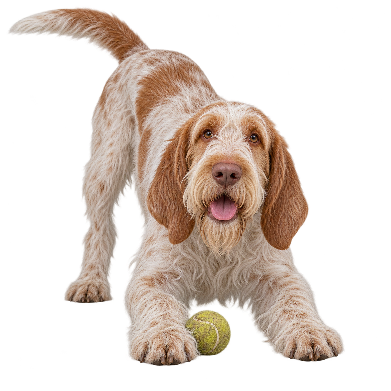 Spinone Italiano.png
