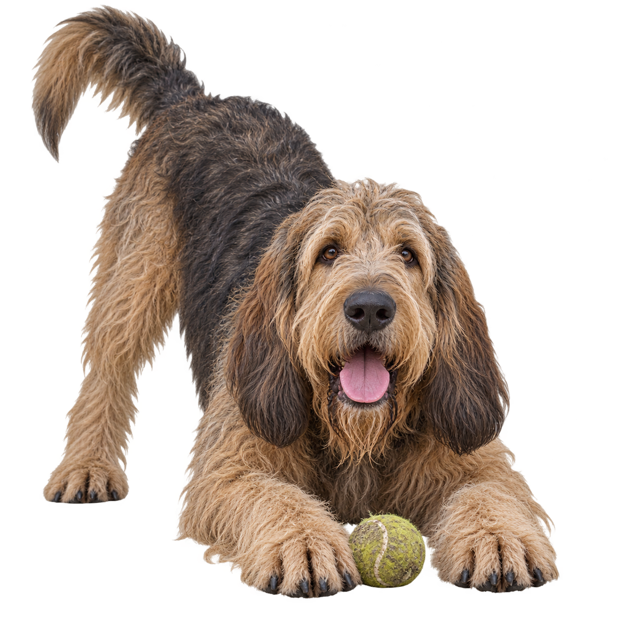 Otterhound.png