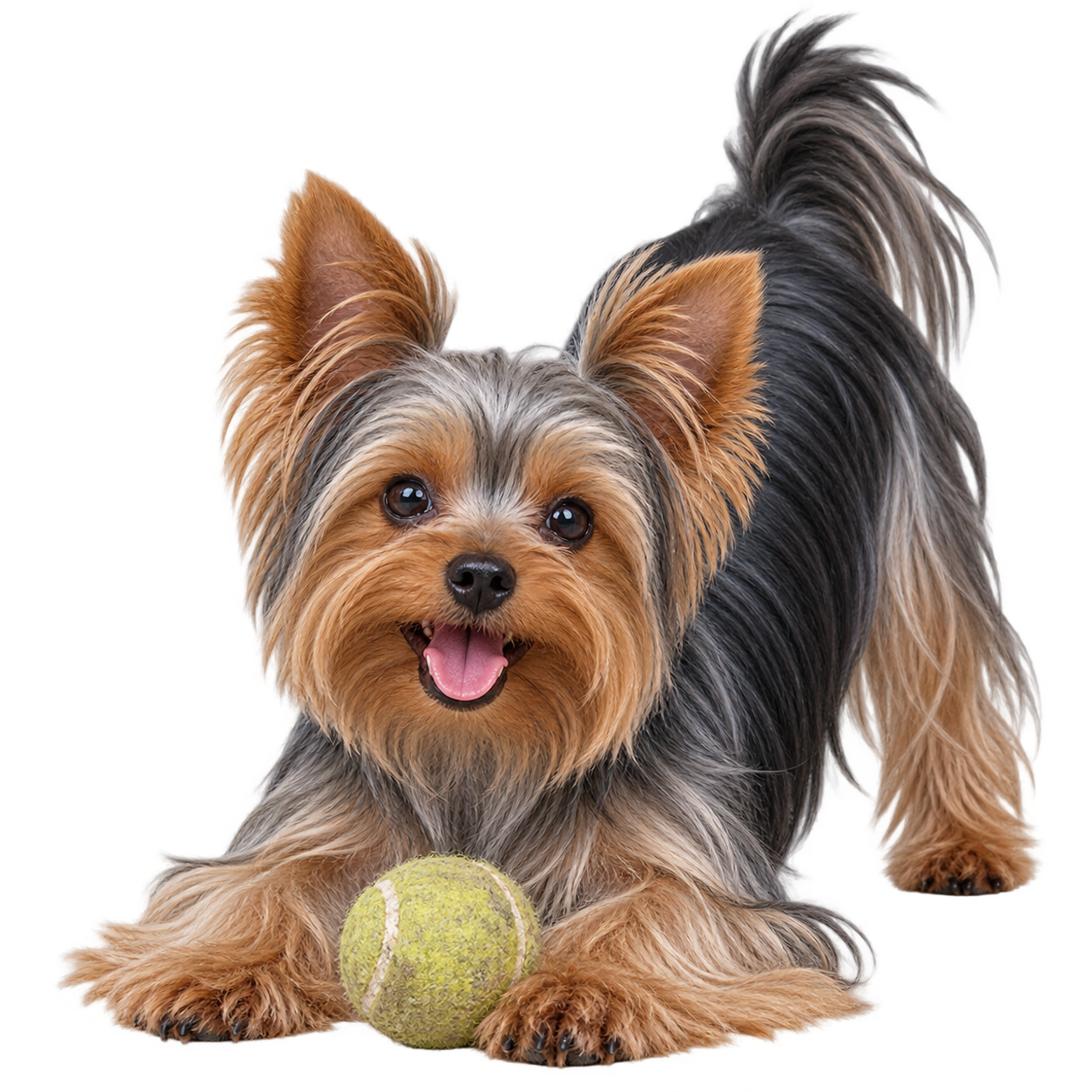 Yorkshire Terrier.png
