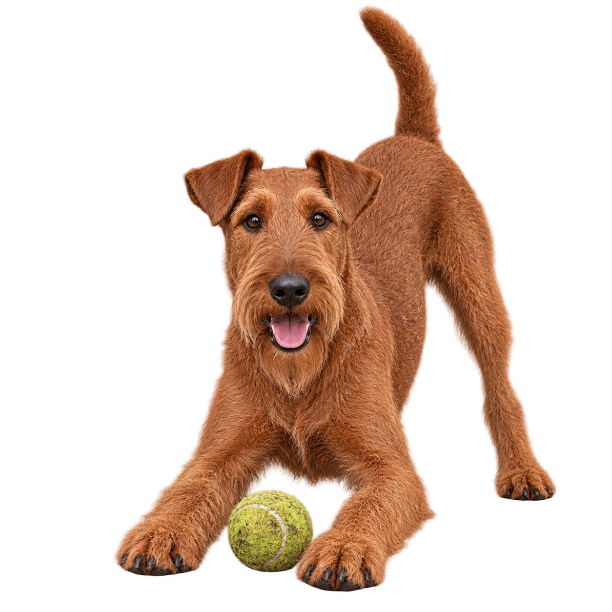 Irish Terrier.png