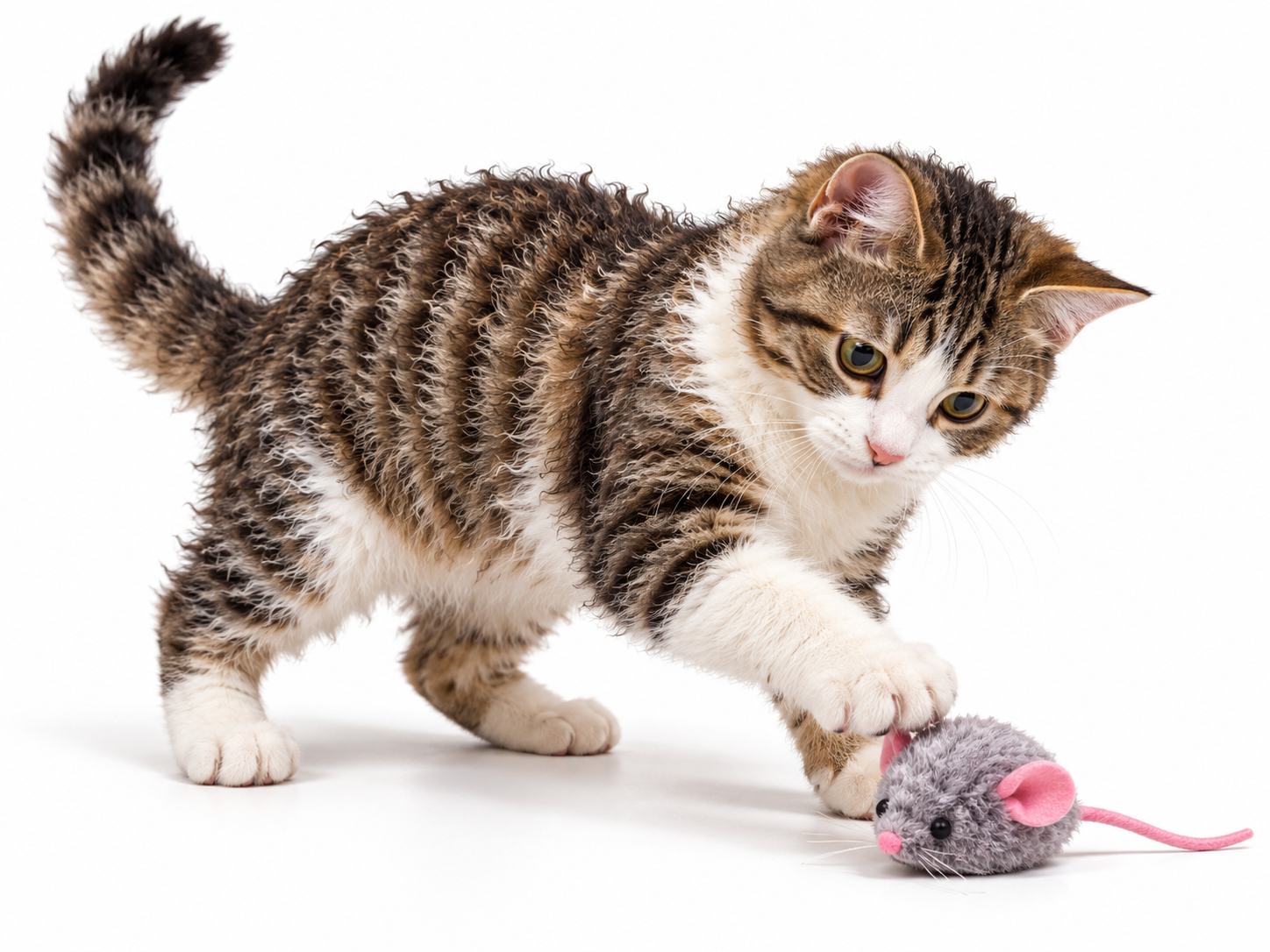 American Wirehair.png