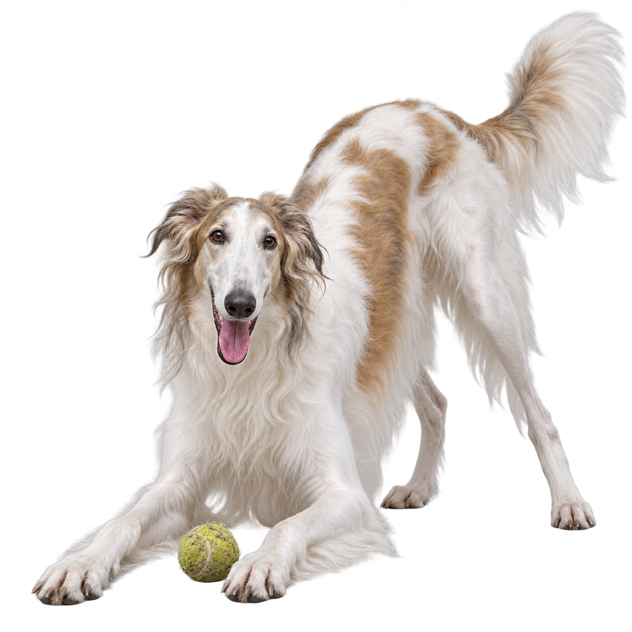 Borzoi.png
