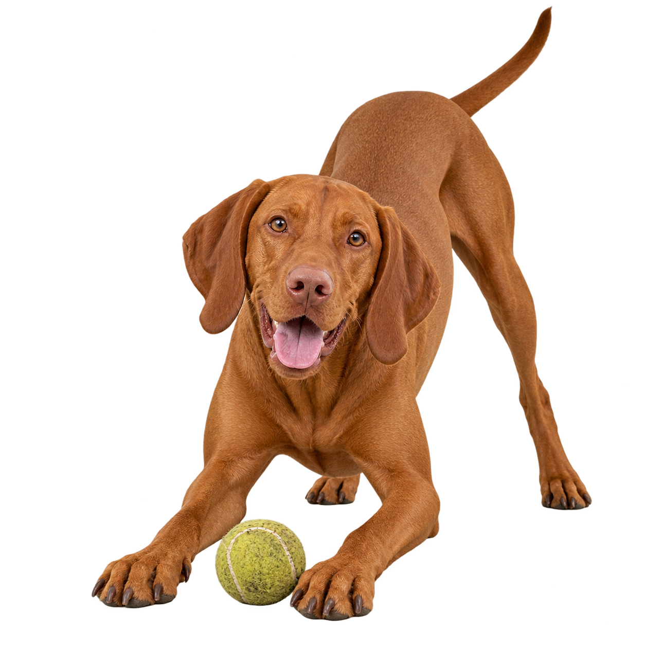 Vizsla.png