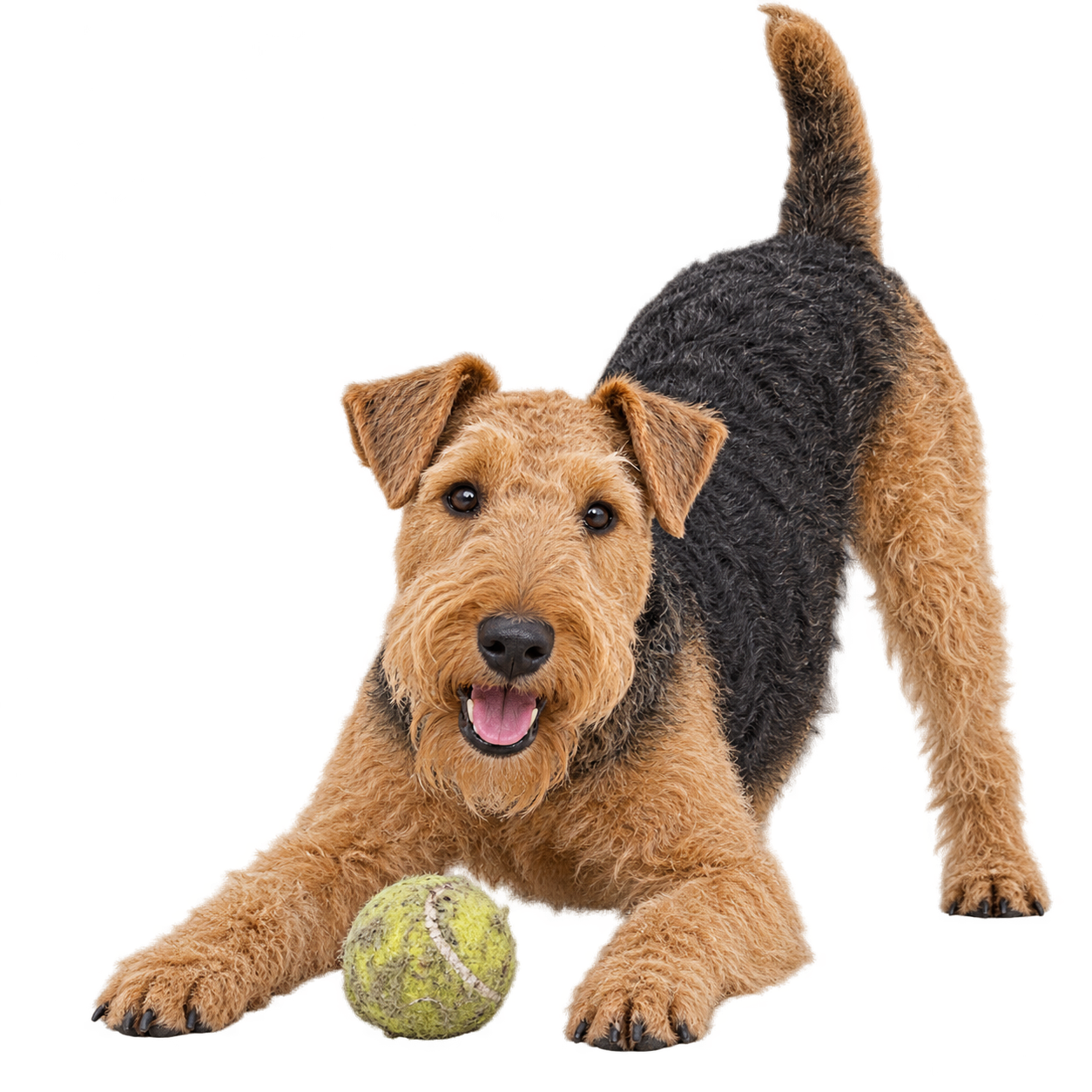Lakeland Terrier.png