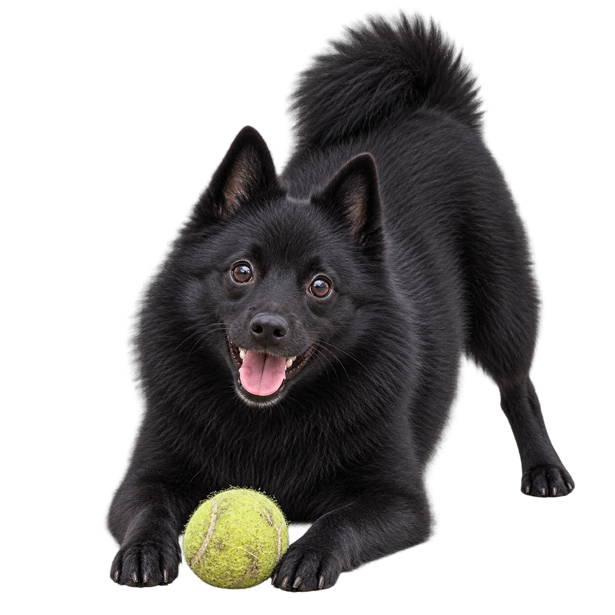 Schipperke.png