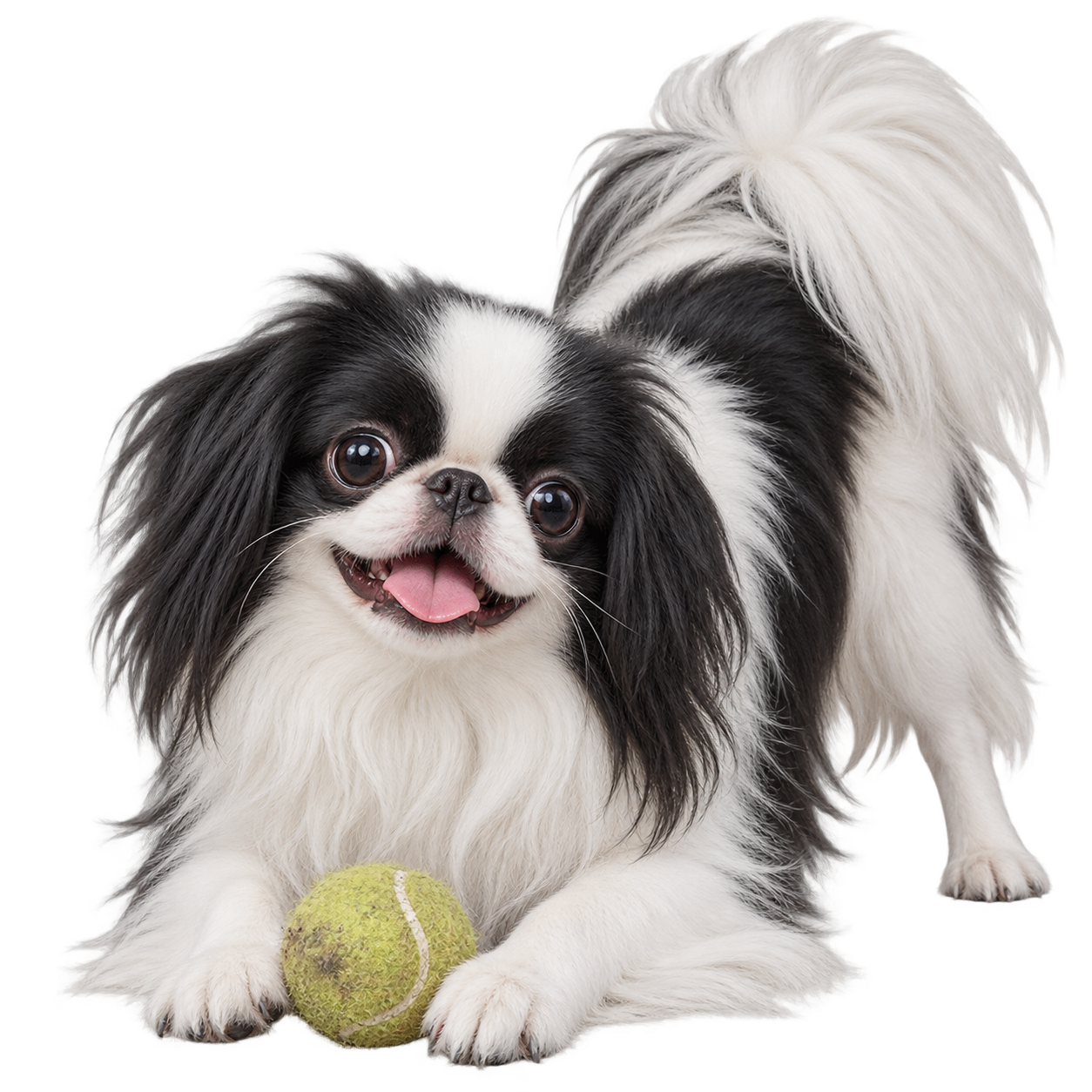 Japanese Chin.png