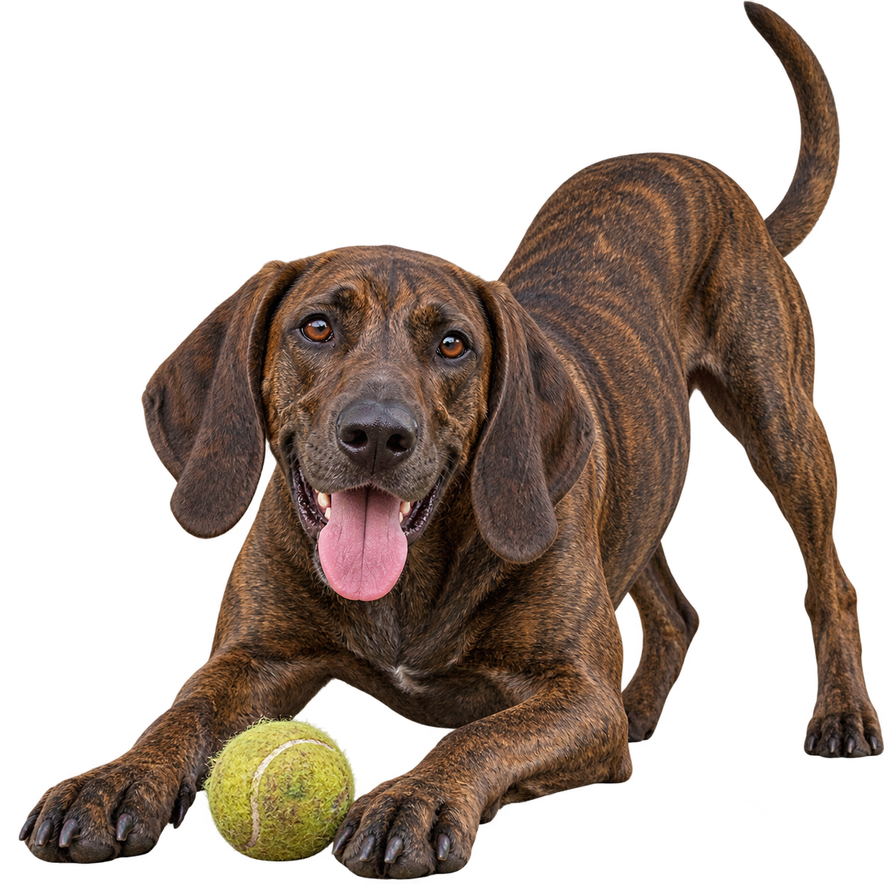 Plott Hound.png