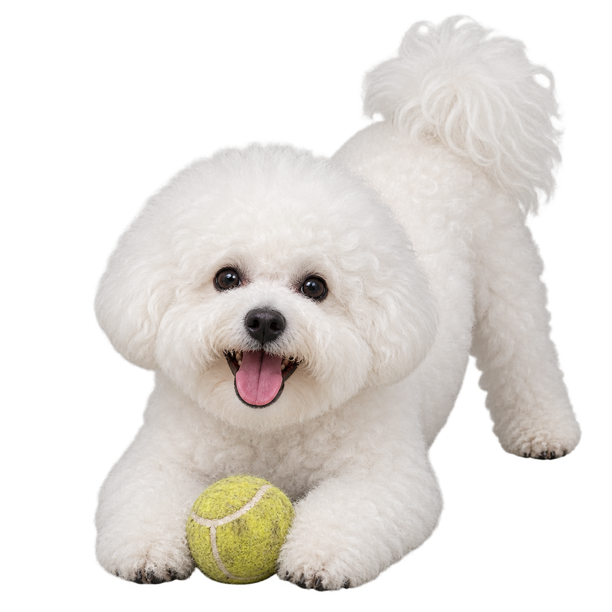 Bichon Frise.png