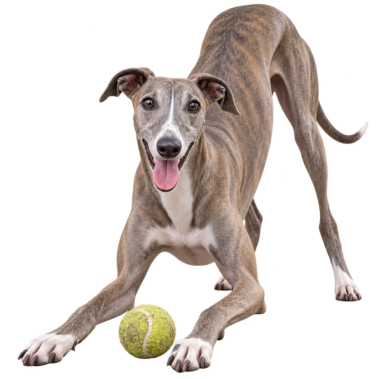 Greyhound.png