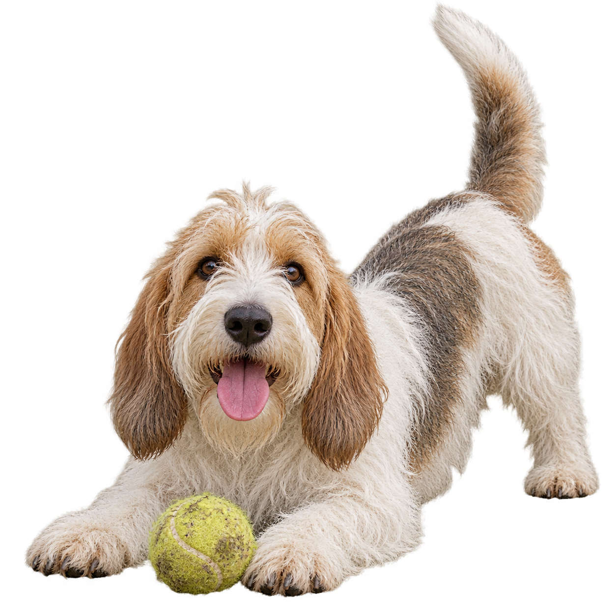 Petit Basset Griffon Vendeen.png