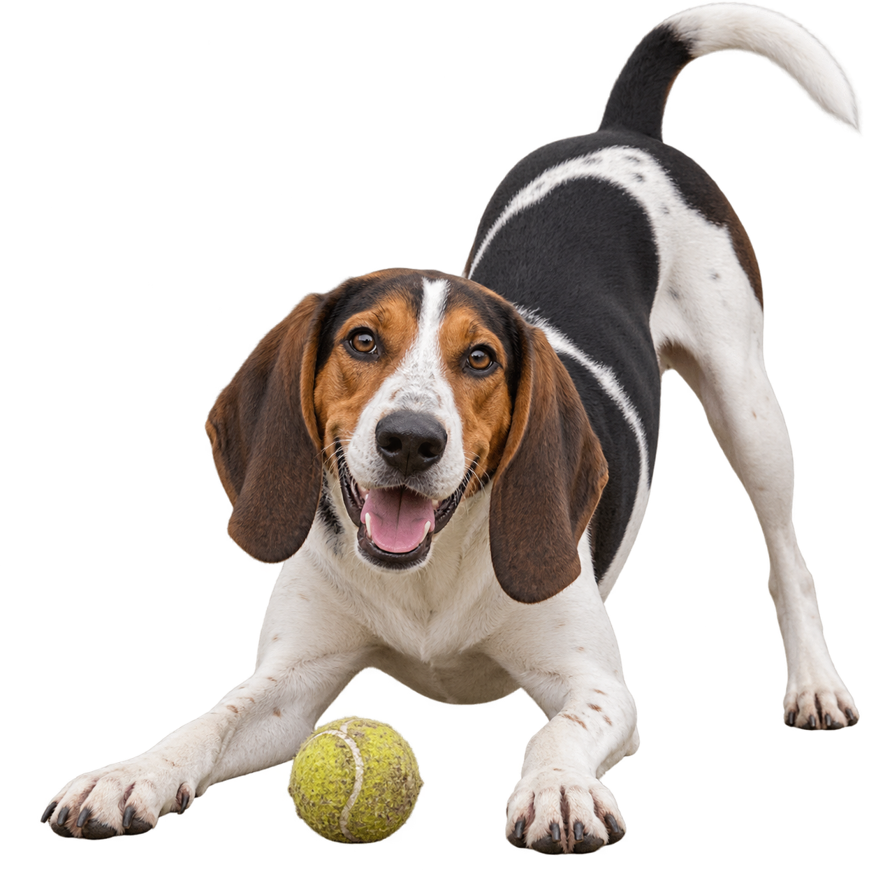 Treeing Walker Coonhound.png