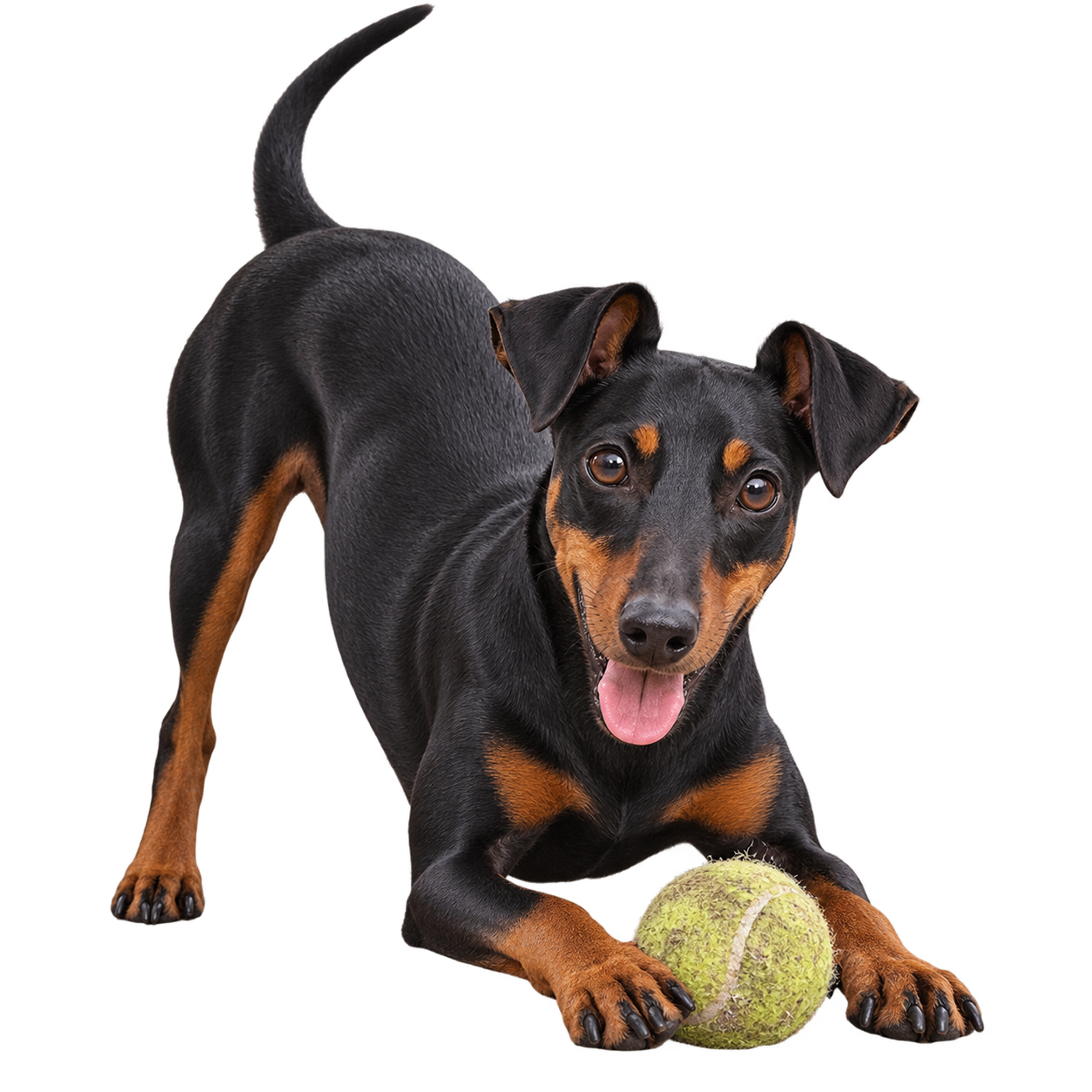 Manchester Terrier.png