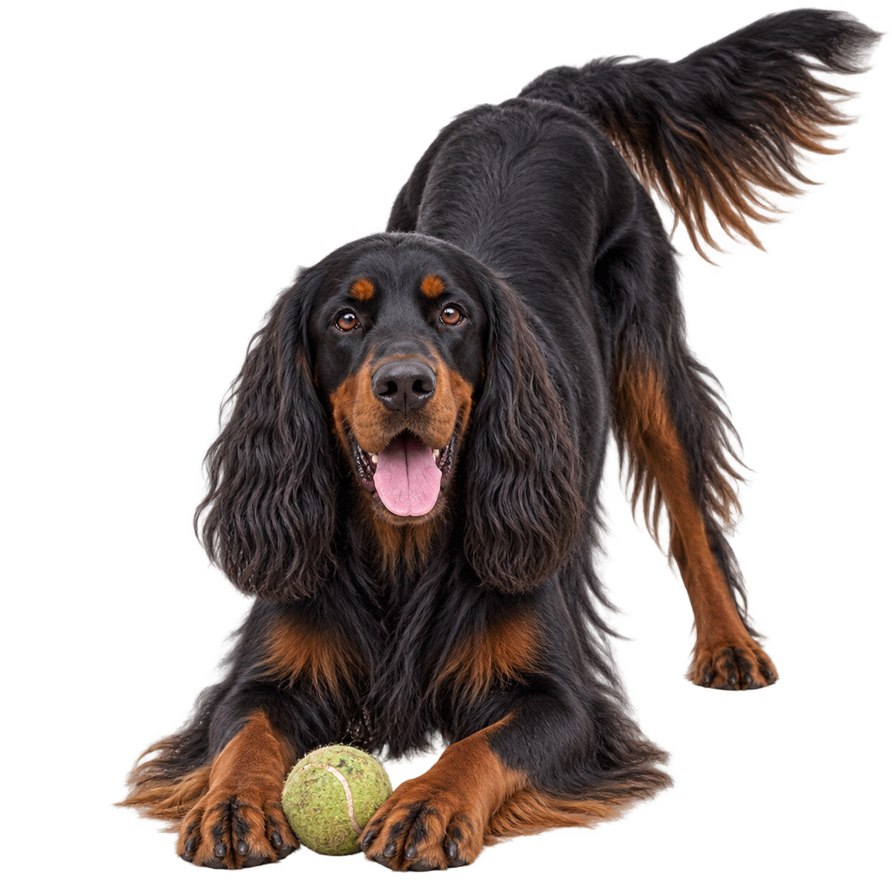 Gordon Setter.png