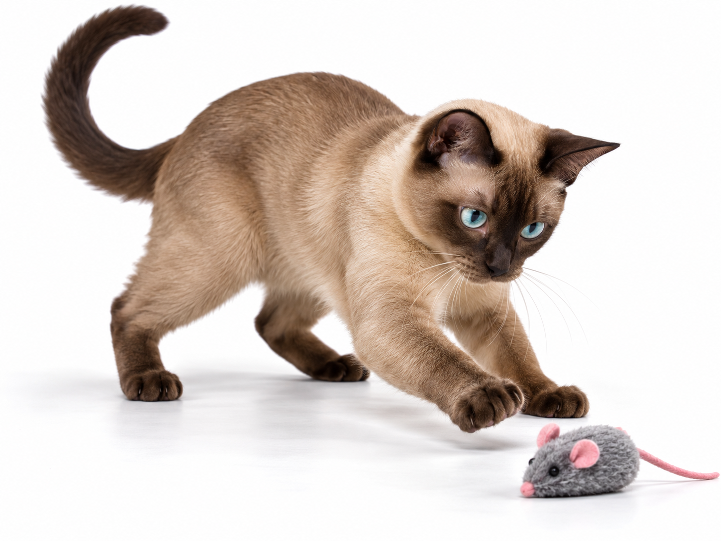 Tonkinese.png