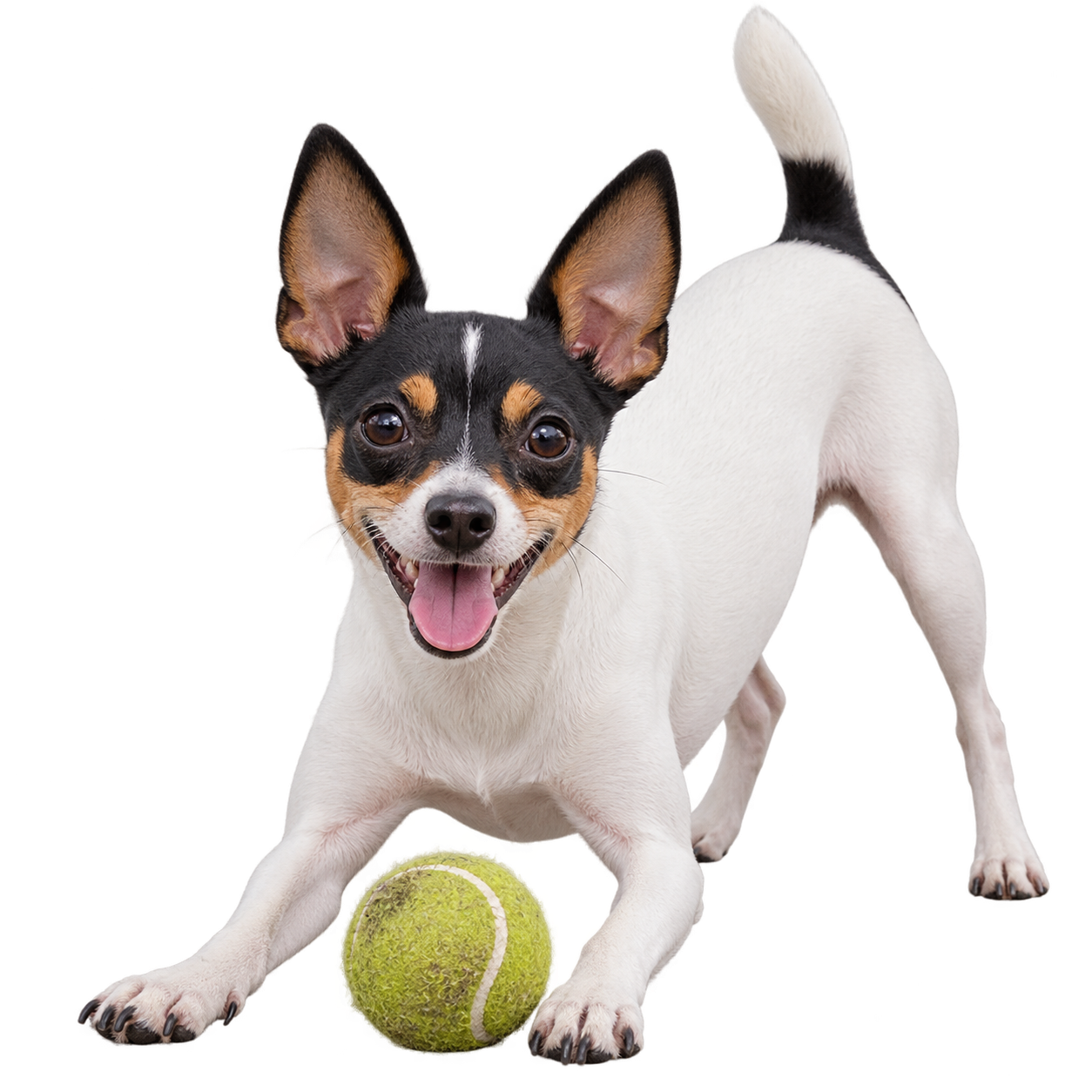 Toy Fox Terrier.png