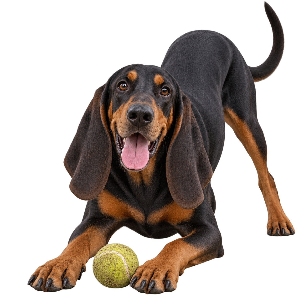 Black and Tan Coonhound.png