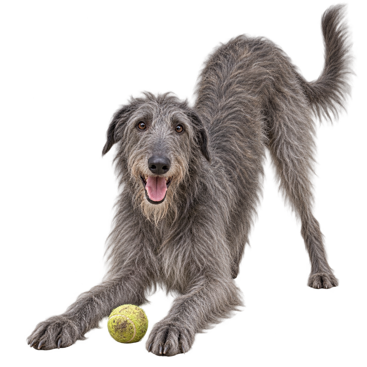 Scottish Deerhound.png